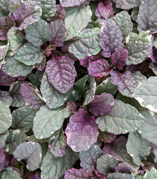 AJUGA REPTANS `BURGUNDY GLOW` - 3`` POT