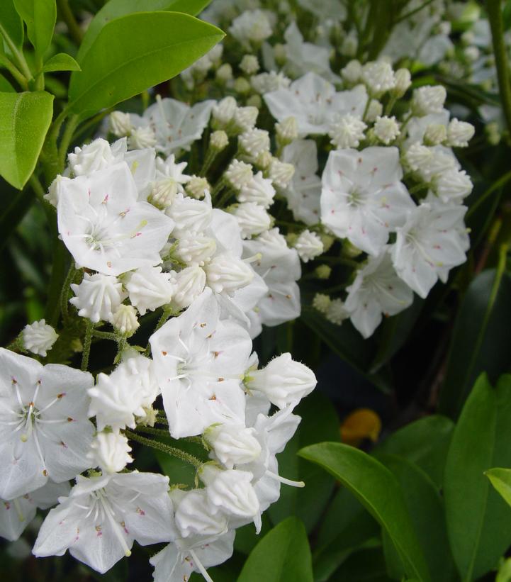 KALMIA LATIFOLIA `SNOWDRIFT`