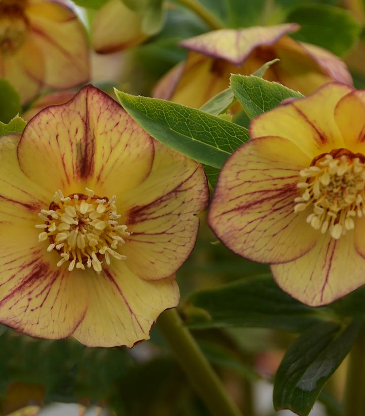 HELLEBORUS HONEYMOON `TROPICAL SUNSET`