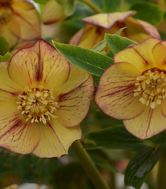 HELLEBORUS HONEYMOON `TROPICAL SUNSET`