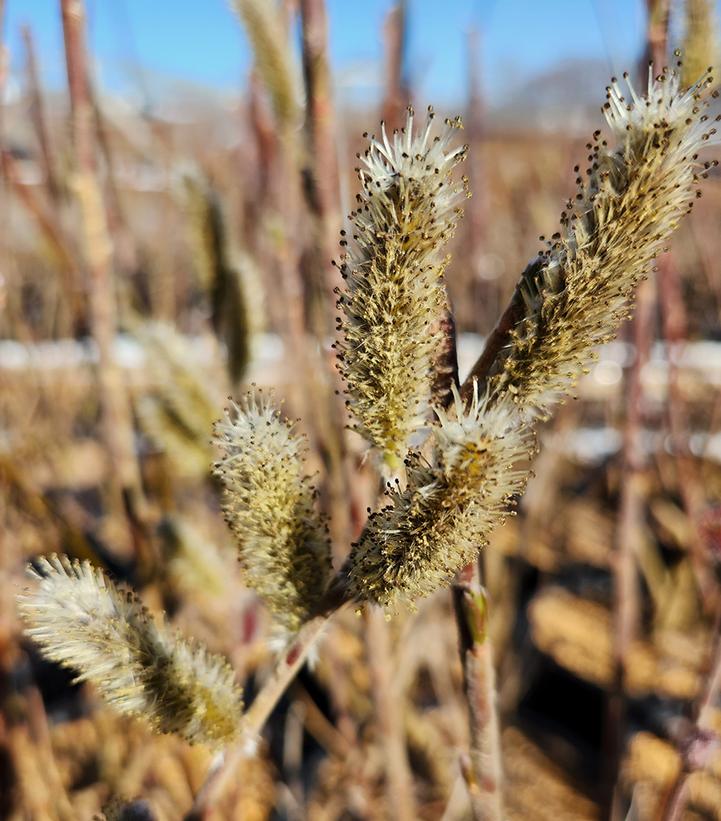 SALIX GRACILISTYLA `MOUNT ASO`