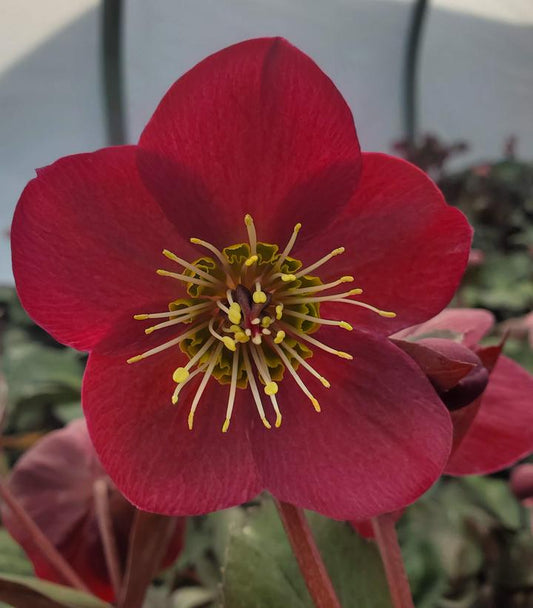 HELLEBORUS X FROSTKISS `BAYLI`S BLUSH`