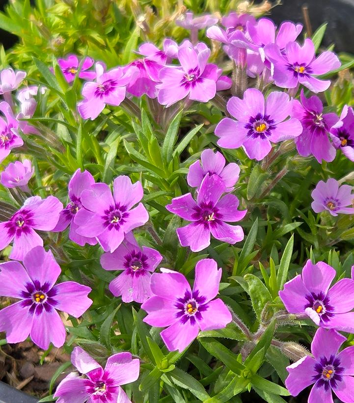 PHLOX SUBULATA `EYE SHADOW`