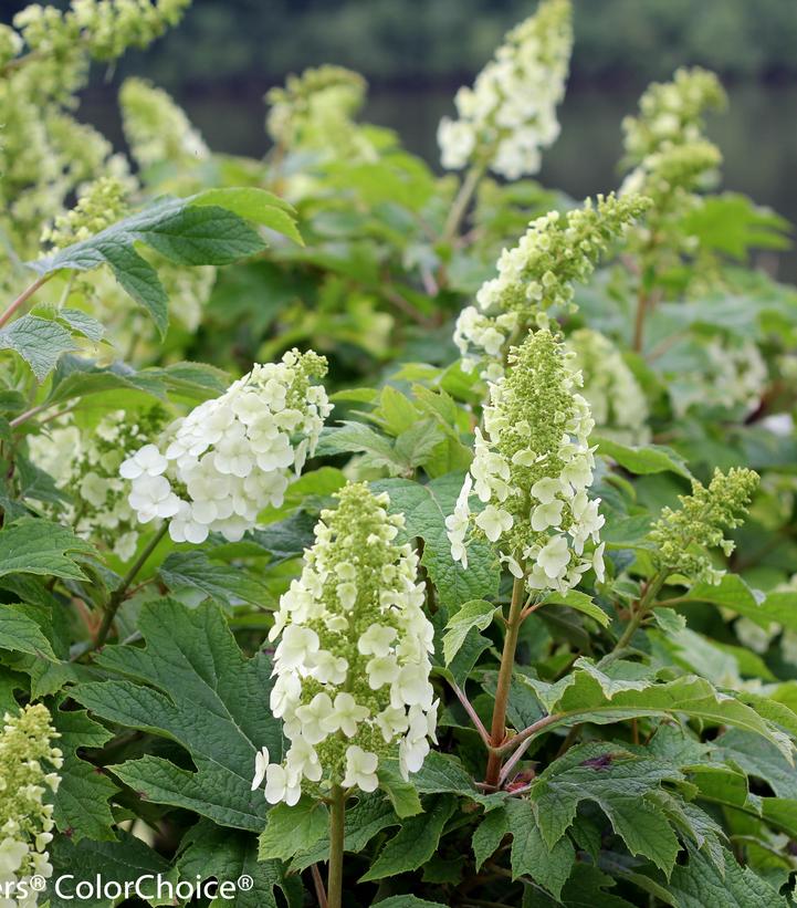 HYDRANGEA QUE. `GATSBY GAL` GROW BAG