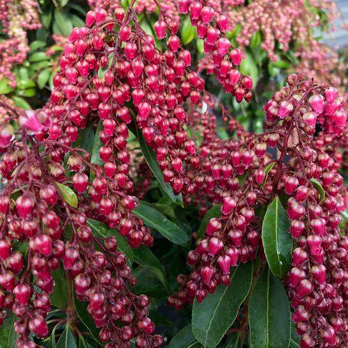 PIERIS JAPONICA `VALLEY VALENTINE`