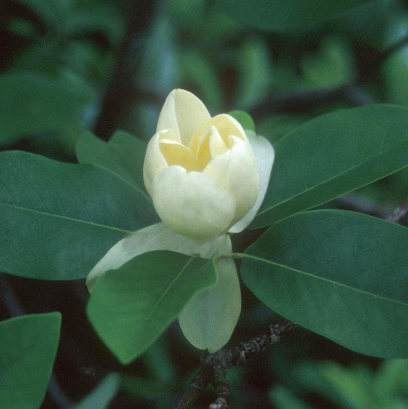 MAGNOLIA VIRGINIANA `MOONGLOW`