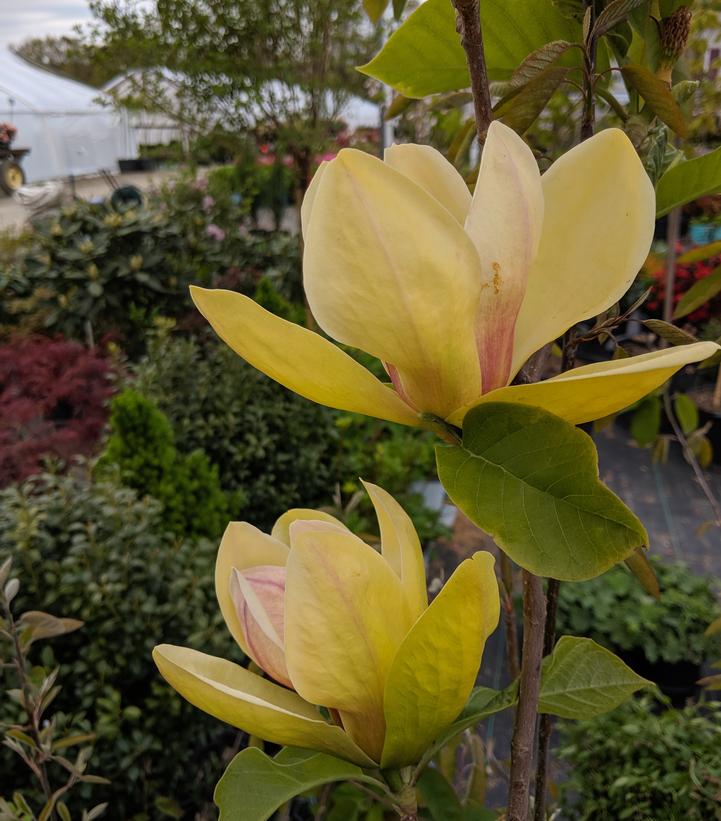 MAGNOLIA X `SUNSATION`
