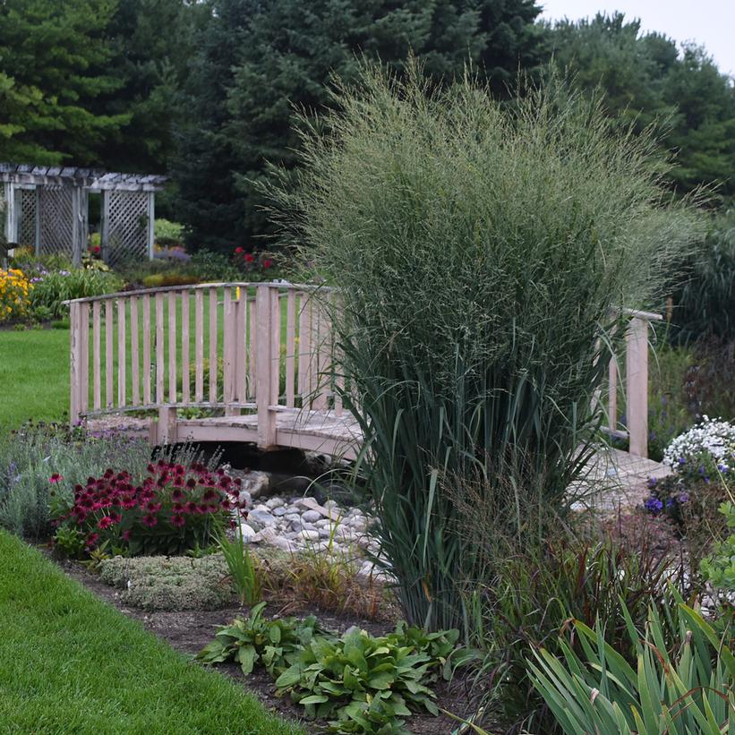 PANICUM PRAIRIE WINDS `TOTEM POLE`