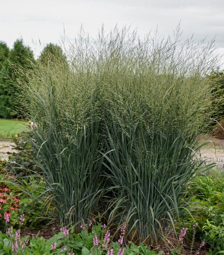 PANICUM PRAIRIE WINDS `TOTEM POLE`