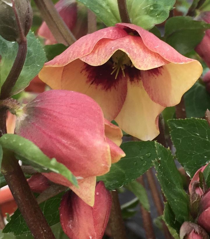 HELLEBORUS HONEYMOON `SANDY SHORES`