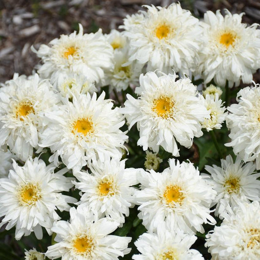 LEUCANTHEMUM AMAZING DAISIES `MARSHMALLOW`
