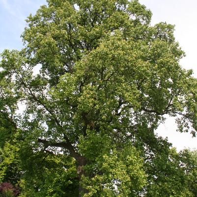 LIRIODENDRON TULIPIFERA