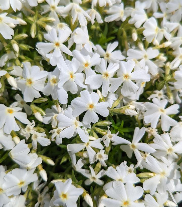 PHLOX SUB. SPRING `WHITE`