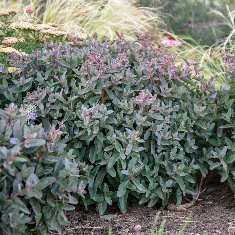 SEDUM ROCK `N GROW `TIRAMISU`