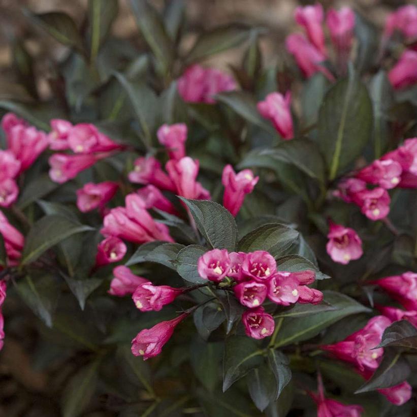 WEIGELA `MIDNIGHT WINE SHINE`