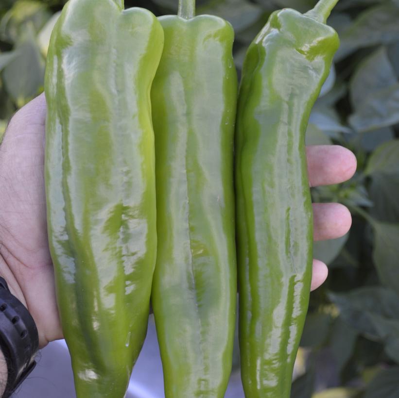 PEPPER ANAHEIM `SPITFIRE` (MILD ANAHEIM)