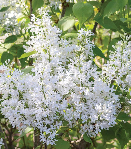 SYRINGA VULGARIS NEW AGE `WHITE`
