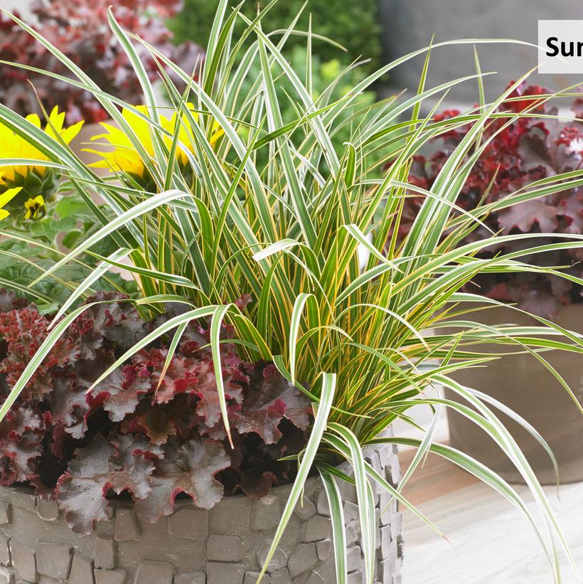 CAREX O. EVERCOLOR `EVERGLOW`
