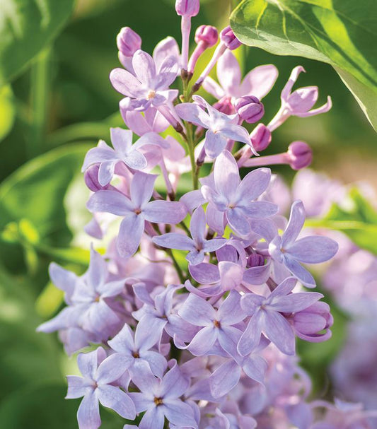 SYRINGA VULGARIS NEW AGE `LAVENDER`