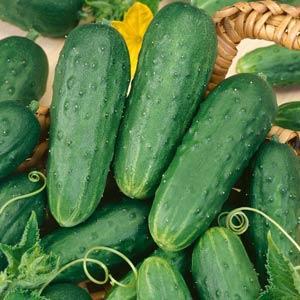 CUCUMBER `HOMEMADE PICKLES`
