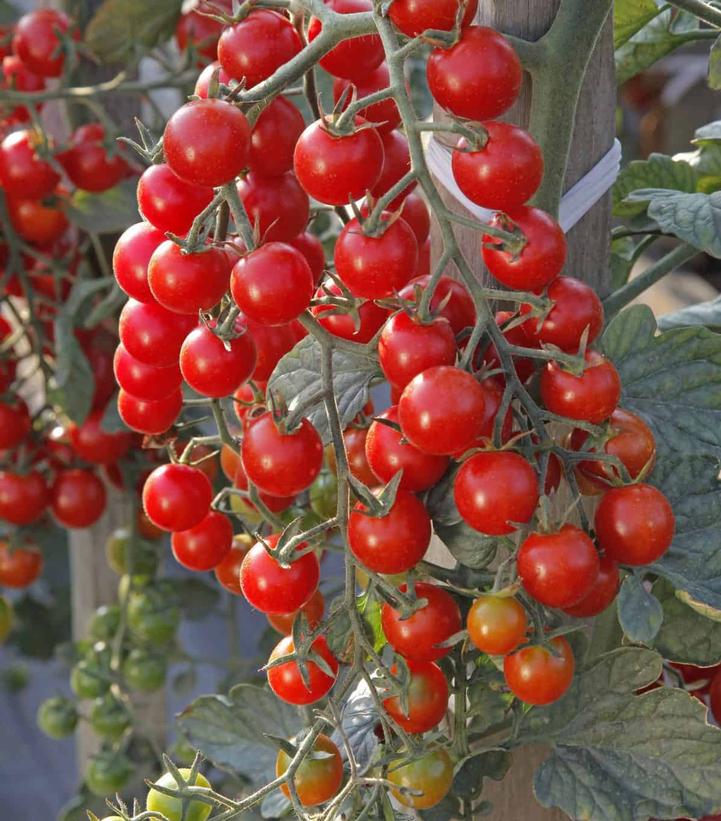 TOMATO `CROCKINI` (CHERRY)