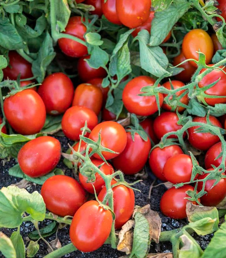 TOMATO `EARLY RESILIENCE` (PASTE)