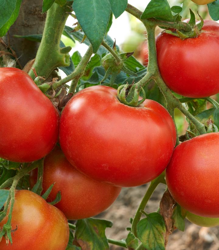 TOMATO `JAMESTOWN` (SLICER)