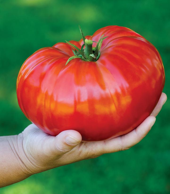 TOMATO `STEAKHOUSE` (SLICER)