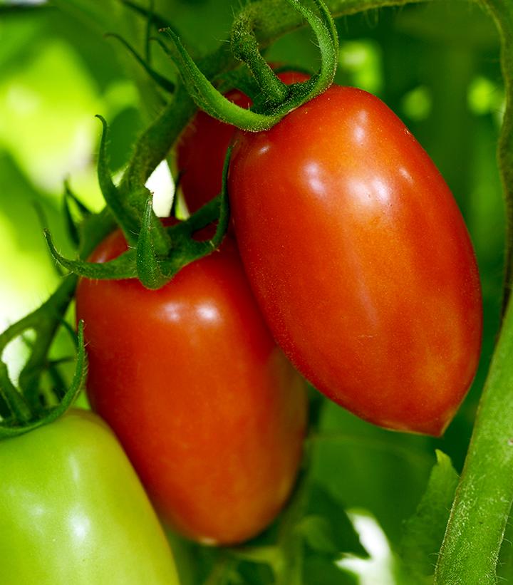TOMATO HM `MARZINERA` (PASTE)