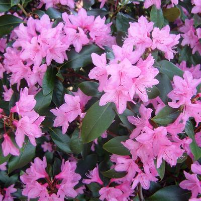 RHODODENDRON X `JUNE PINK`