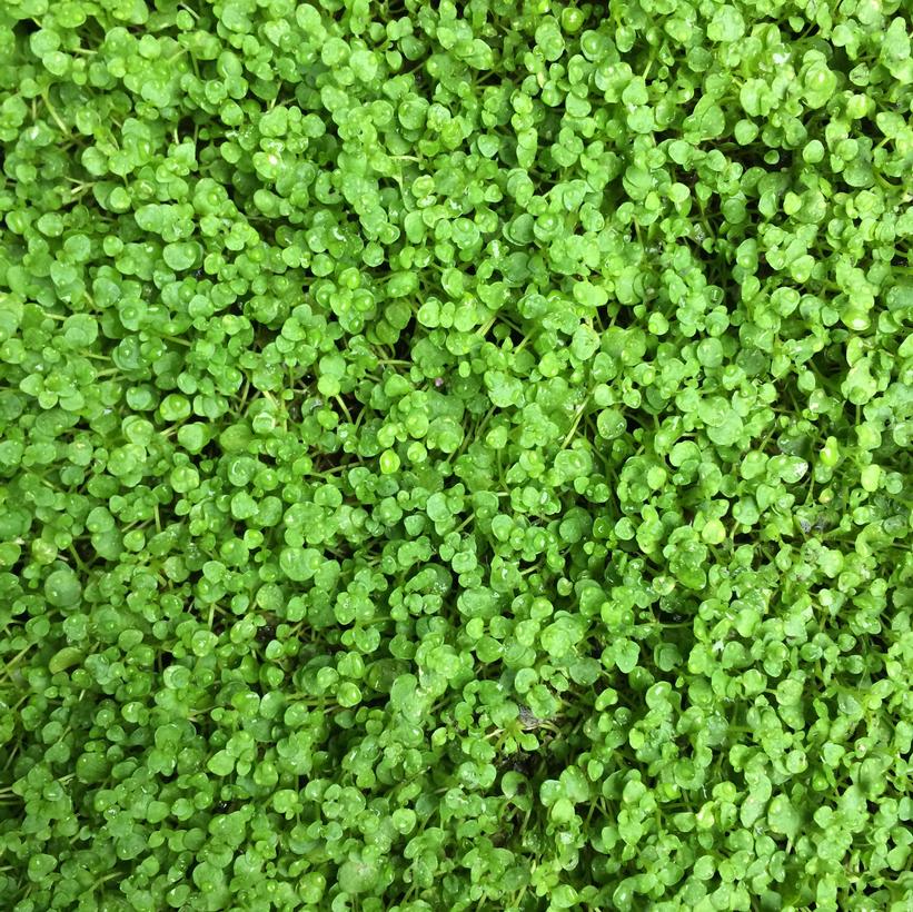 MENTHA REQUIENII - 3`` POT