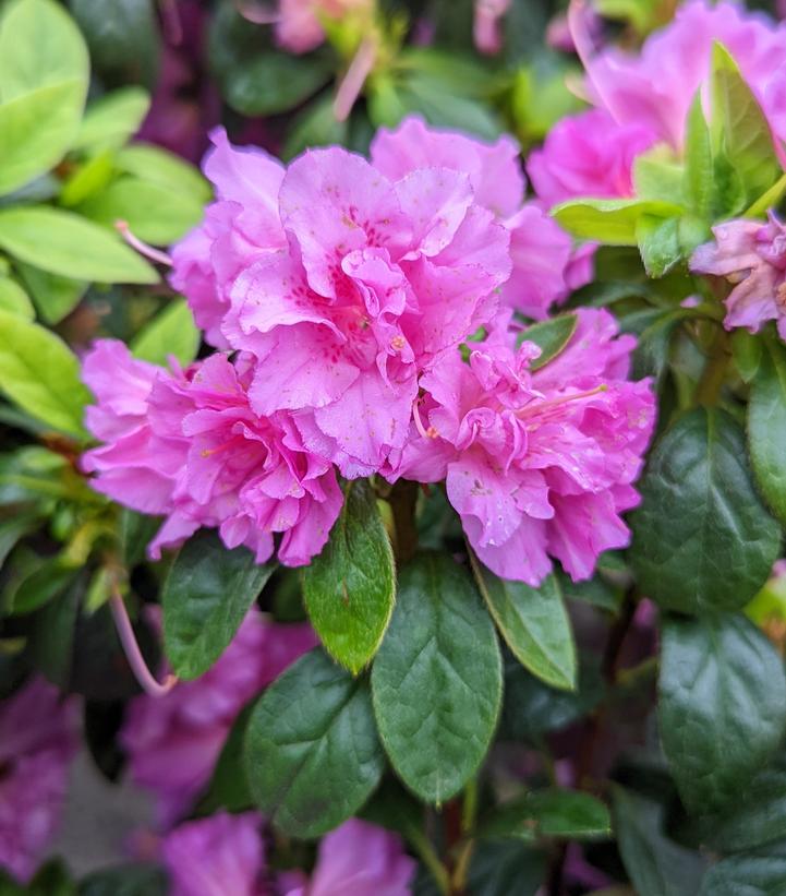 AZALEA ENCORE `AUTUMN MAJESTY`