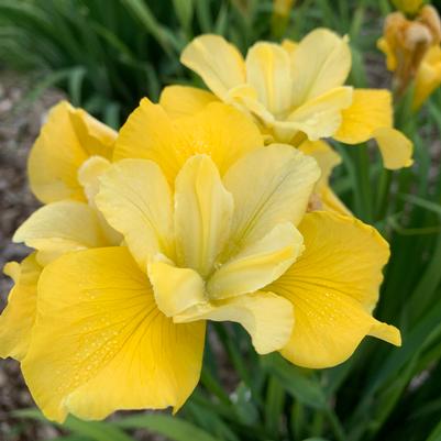 IRIS SIBIRICA `SUNFISHER`