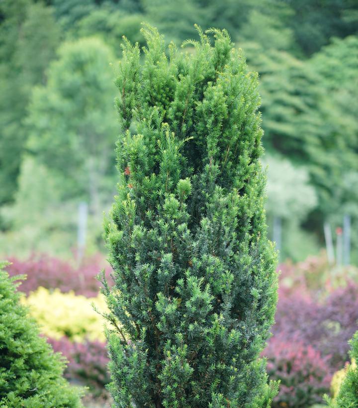 TAXUS MEDIA `STONEHENGE SKINNY`