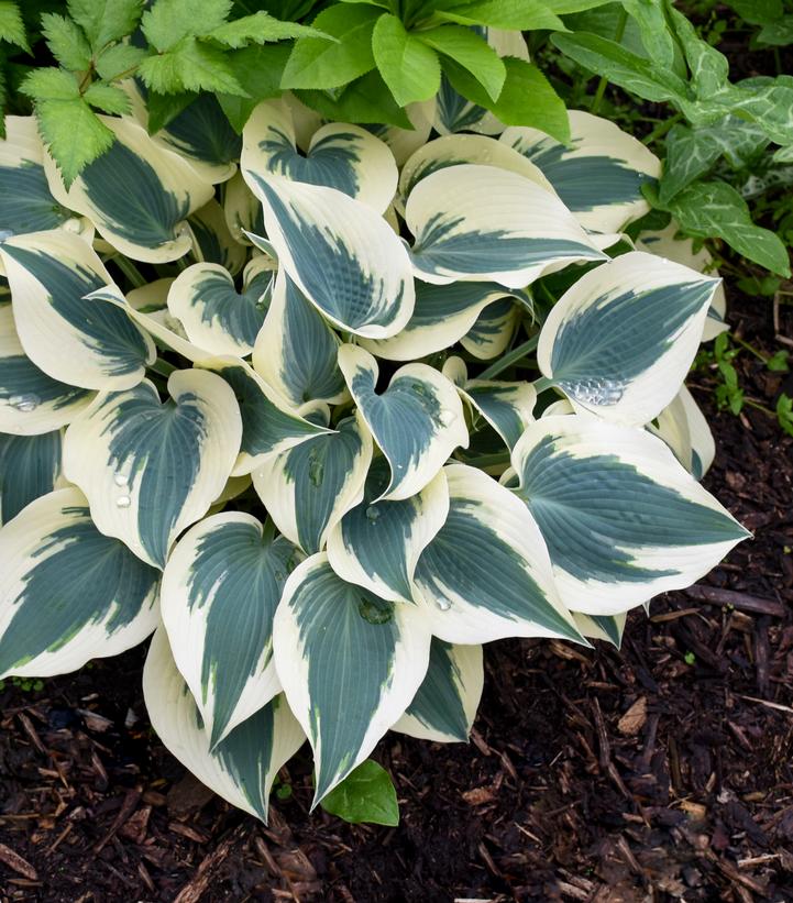 HOSTA `BLUE IVORY`