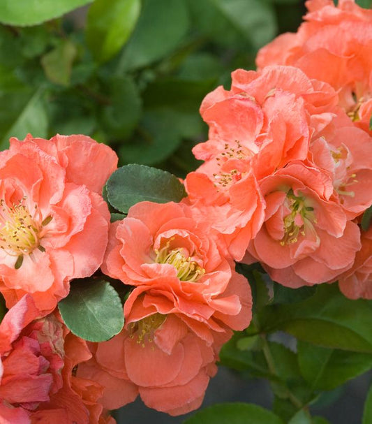 CHAENOMELES `DOUBLE TAKE PEACH`