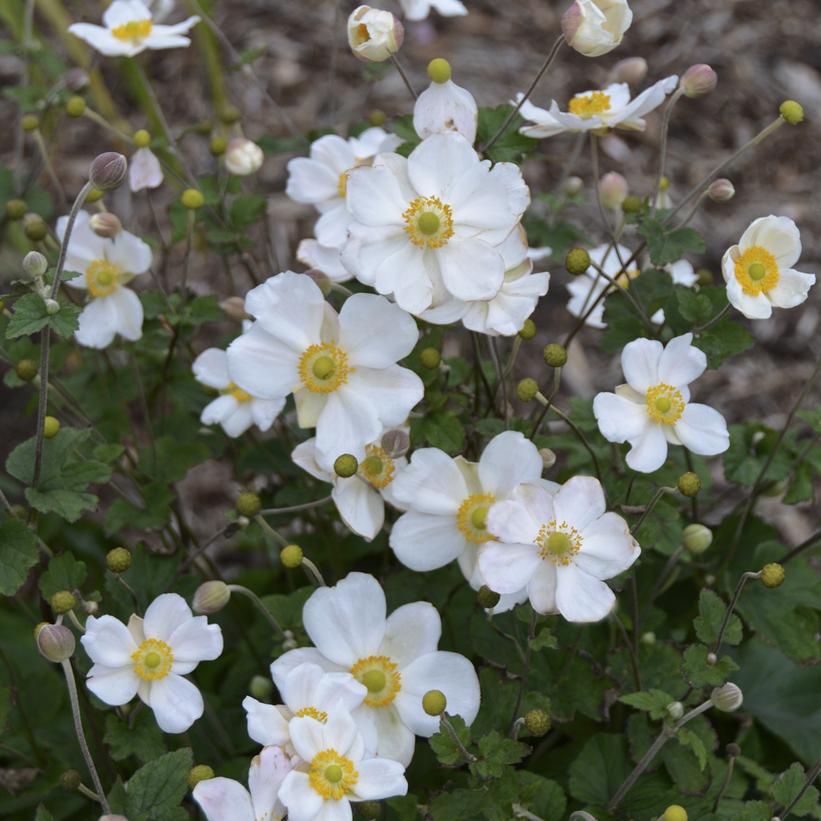 ANEMONE X `HONORINE JOBERT`