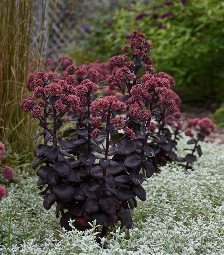 SEDUM `NIGHT EMBERS`-Stonecrop