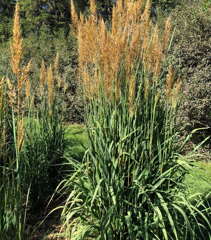 SORGHASTRUM NUTANS `GOLDEN SUNSET`