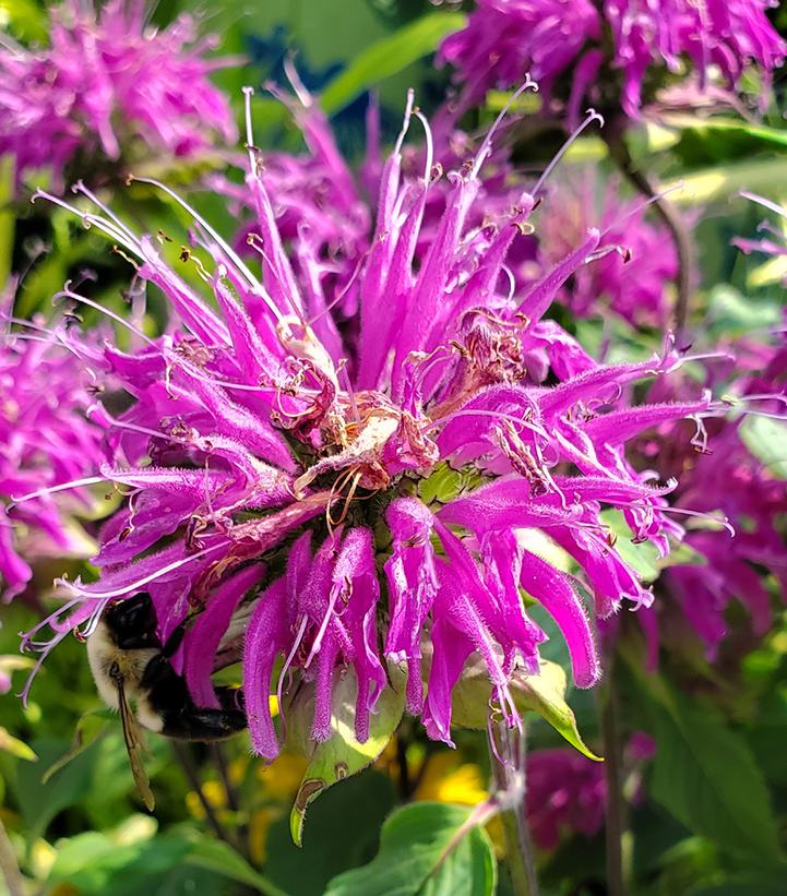 MONARDA `BLUE STOCKING`