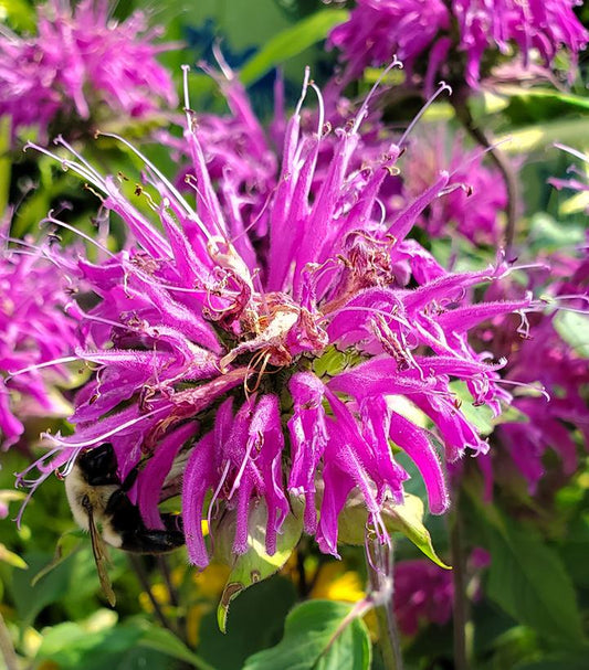 MONARDA `BLUE STOCKING`