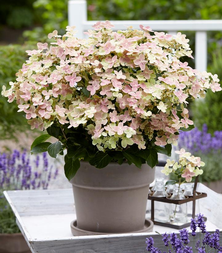 HYDRANGEA PAN. `EARLY EVOLUTION`
