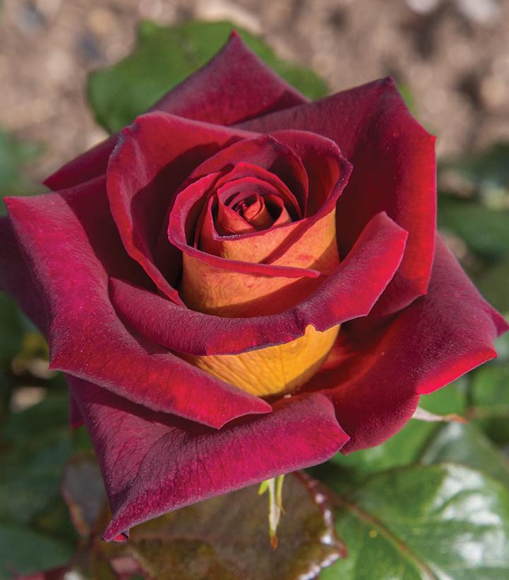 ROSA `DARK NIGHT`