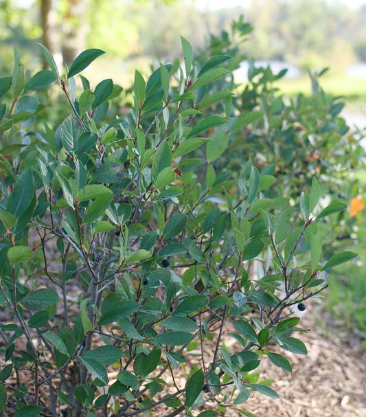 ARONIA LO SCAPE `SNOWFIRE`