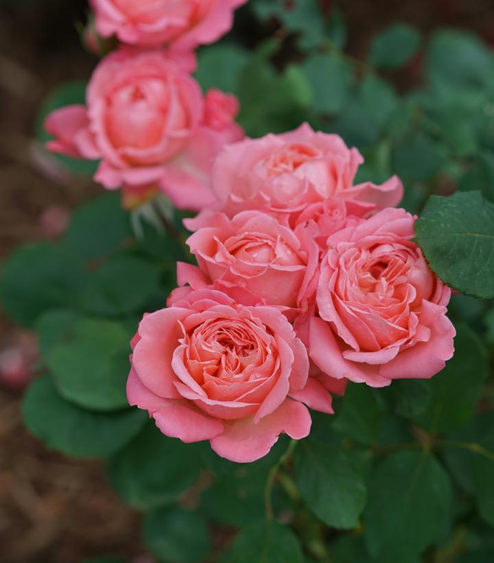 ROSA REMINISCENT `CORAL`