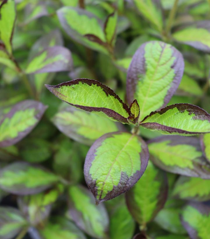 WEIGELA `VINHO VERDE`