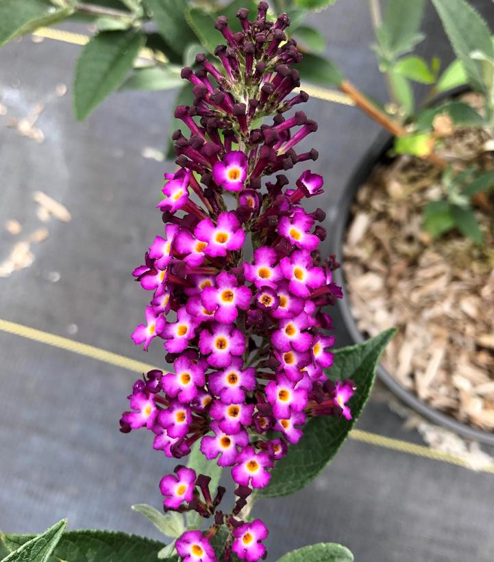 BUDDLEIA X `BLUEBERRY PIE`