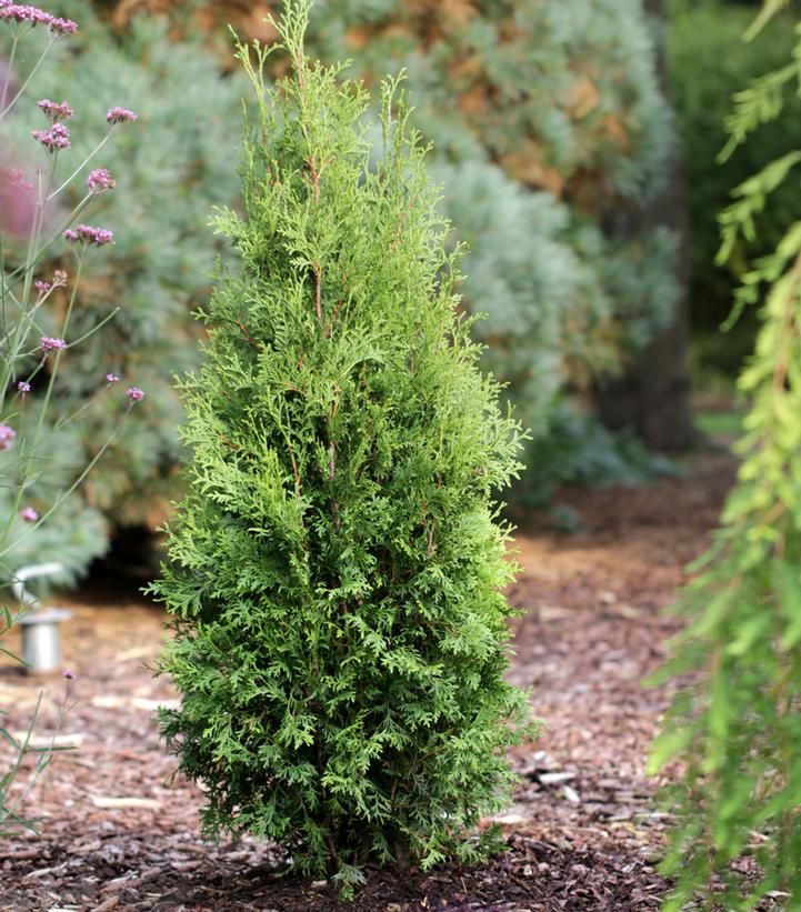 THUJA OCCIDENTALIS `PRIVATE JET`