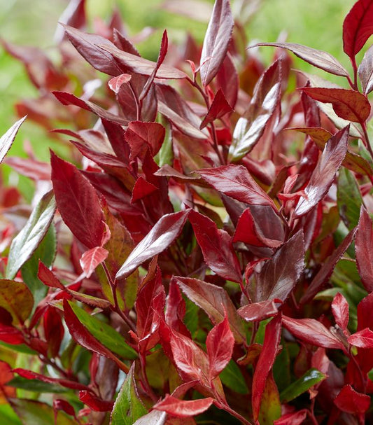 LEUCOTHOE FONTANESIANA `LITTLE FLAMES`