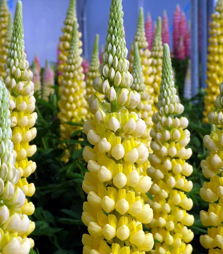 LUPINUS WESTCOUNTRY™ `DESERT SUN`